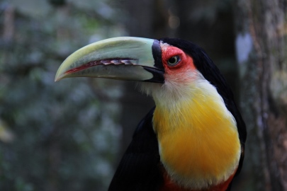 Iguaçu National Park, Brazil