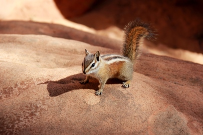 Chipmunk!